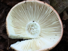 Russula flavisiccans