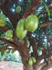 Crescentia cujete