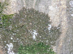 Frullania dilatata