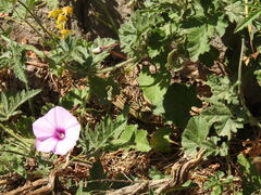 Convolvulus althaeoides