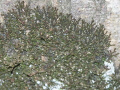 Frullania dilatata