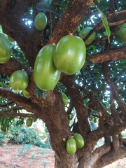 Crescentia cujete