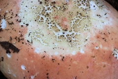 Russula flavisiccans