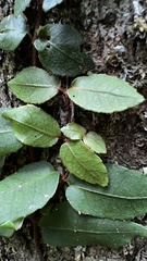 Hydrangea serratifolia