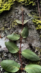 Hydrangea serratifolia