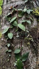 Hydrangea serratifolia