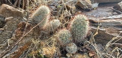 Mammillaria tetrancistra