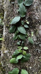 Hydrangea serratifolia