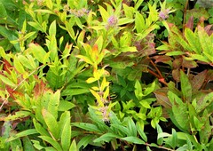 Decodon verticillatus