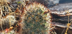 Mammillaria tetrancistra