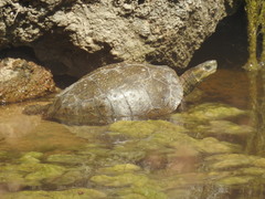 Mauremys rivulata