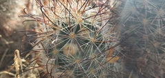 Mammillaria tetrancistra