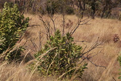 Protea gaguedi