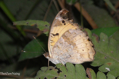 Junonia hierta hierta