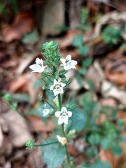 Haplanthodes tentaculatus