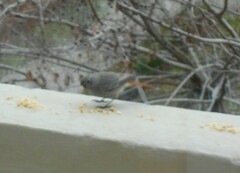 Phoenicurus ochruros