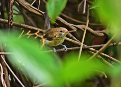 Ramphocaenus melanurus