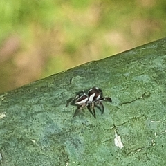 Carrhotus coronatus