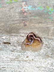 Ommatoiulus sabulosus