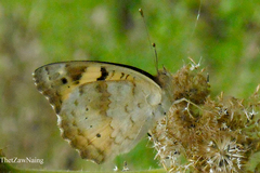 Junonia hierta hierta