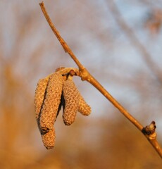 Corylus