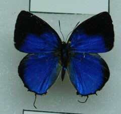 Lycaenidae