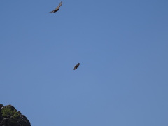 Buteo rufinus
