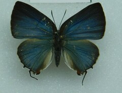 Lycaenidae