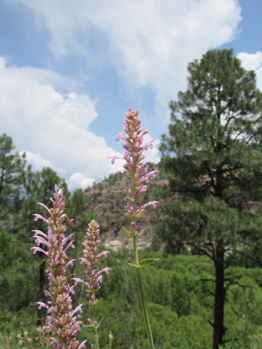 Image of Agastache pallidiflora by (c) Anders Hastings, some rights reserved (CC BY)