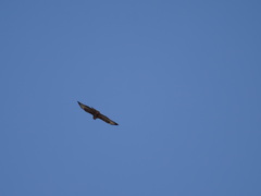 Buteo rufinus