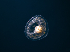 Proboscidactyla ornata