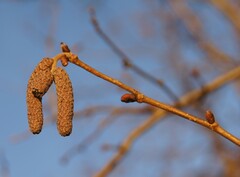 Corylus