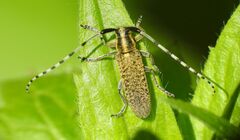 Agapanthia villosoviridescens