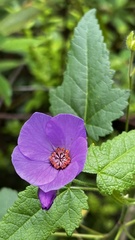 Corynabutilon ochsenii