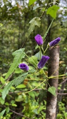 Corynabutilon ochsenii