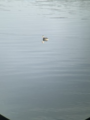 Podiceps auritus