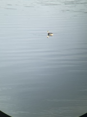 Podiceps auritus