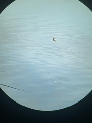 Podiceps auritus