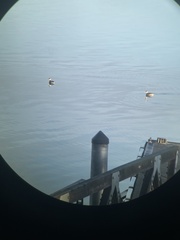 Podiceps auritus