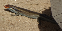 Trachylepis wahlbergii