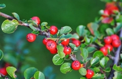 Cotoneaster hjelmqvistii