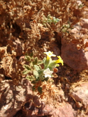 Heliotropium arbainense