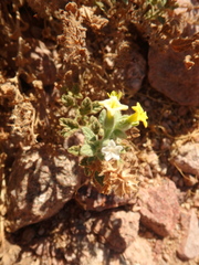 Heliotropium arbainense