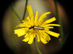 Oedemera pthysica