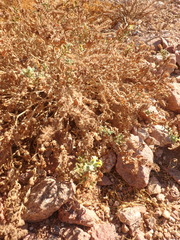 Heliotropium arbainense