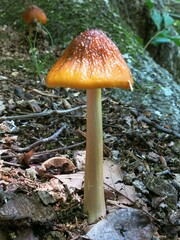 Hymenopellis sinapicolor