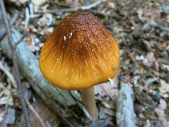 Hymenopellis sinapicolor