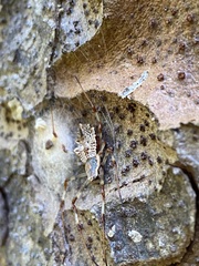 Herennia multipuncta