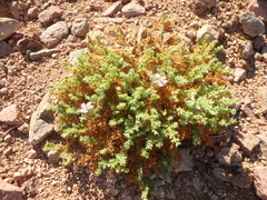 Fagonia mollis