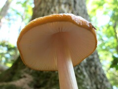 Hymenopellis sinapicolor